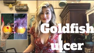 TREATING GOLDFISH ULCER