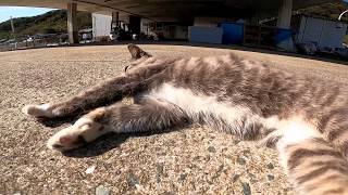 日向に出てきて寝転ぶ漁港の野良猫