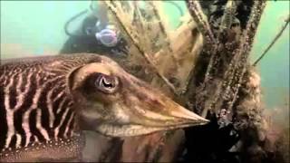 Sepiaproject Zierikzee Steeds Lastiger