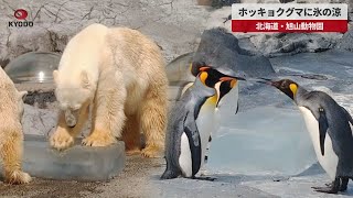 【速報】ホッキョクグマに氷の涼 北海道・旭山動物園