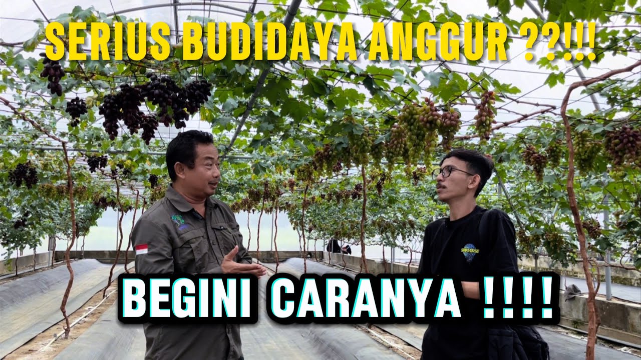 Review Kebun Anggur dengan Berbagai Konsep, Konsep Kebun Anggur yang Jarang Dibahas !!!