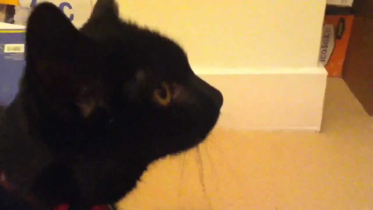 The fire breathing cat YouTube