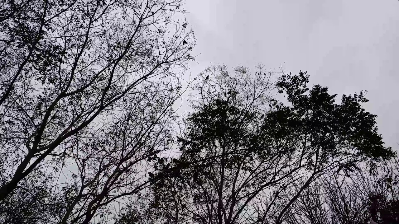 寒冬鸟儿在树枝上寻食