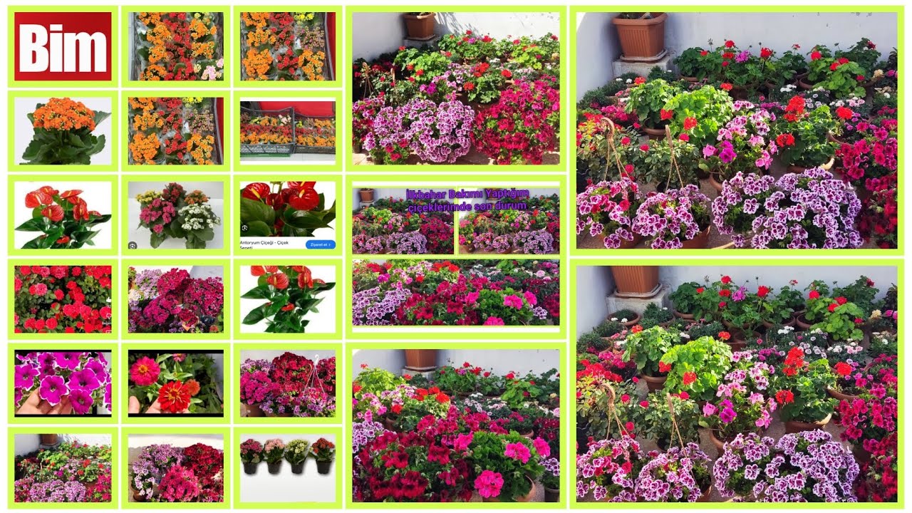 📢BİM MARKET (8 MART DÜNYA KADINLAR GÜNÜNE ÖZEL)SARDUNYA FİDELERİN SULAMASI İLKBAHAR TERAS TURU 2025