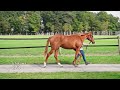 BBAG Sales & Racing Festival 2025 - Lot 273 Ichikawa