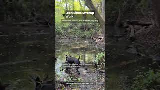Leon Sinks Swamp Walk: Blackwater, Cypress & a Very Muddy Dog | Tallahassee, FL