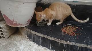 Watch Kittens Play| and feeding Mom Cat by world of stray meowing  427 views 8 months ago 1 minute, 52 seconds