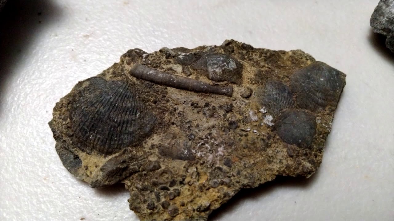 Schoharie NY Fossil hunt / Devonian YouTube