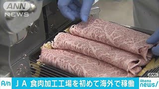 和牛を世界に　JAが海外初の食肉加工工場を米で稼働(18/03/22)