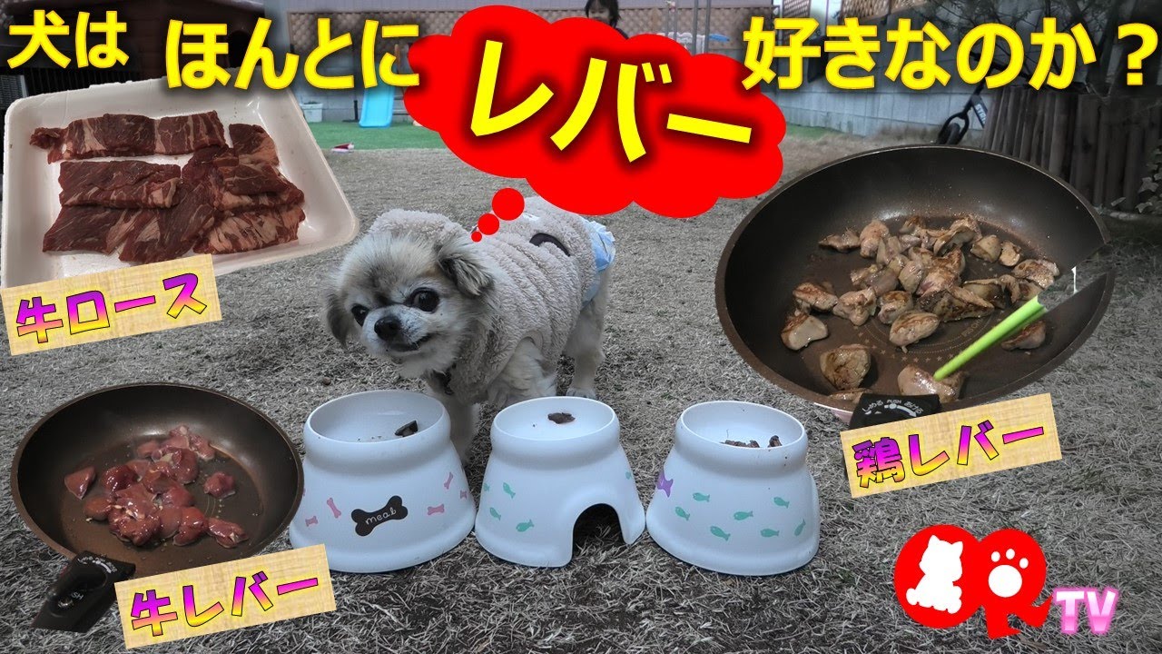 犬はほんとにレバーが好きなのか 爆笑大検証 牛ロースと牛レバーと鶏レバーどれが一番好きなのか Youtube