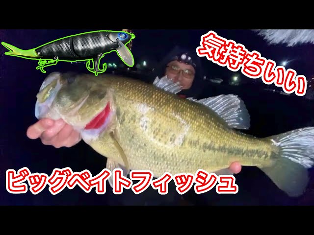 Lake Biwa Bass Fishing] The winter big bait 