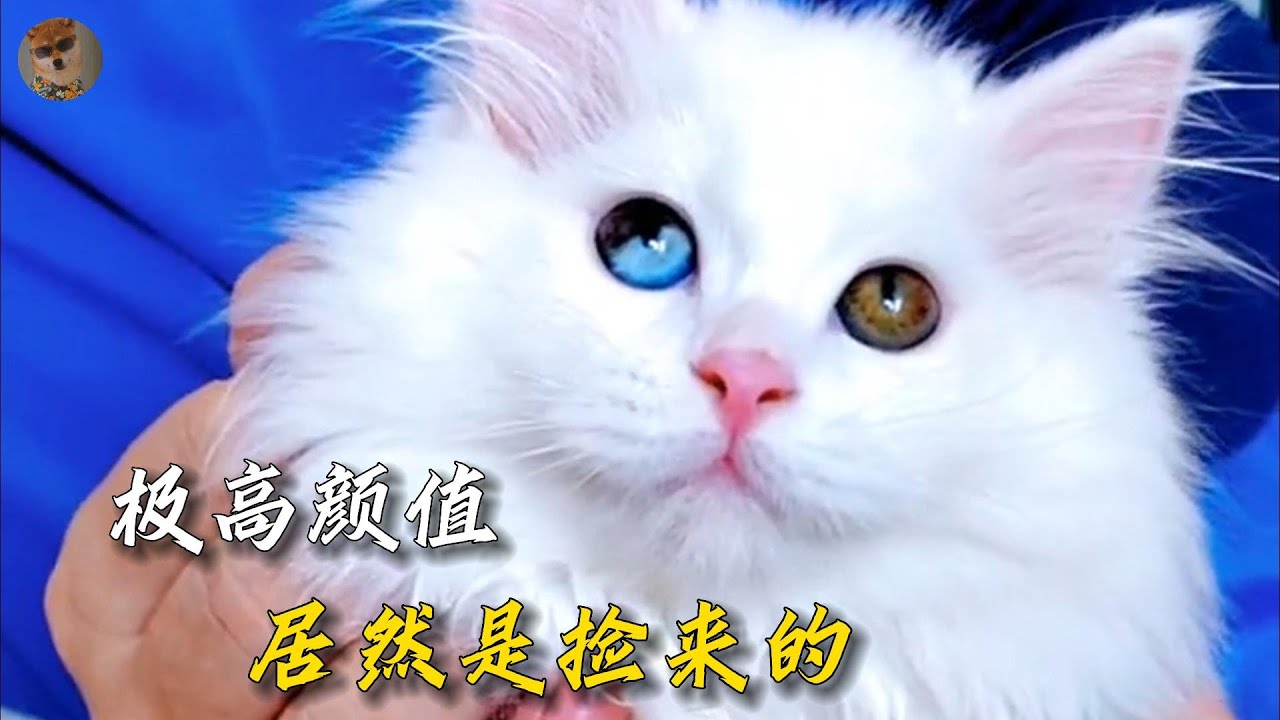 在小區撿到一隻異瞳貓，帶貓爸回家失敗后，居然遇见被丢弃顏值超高的三花瞳