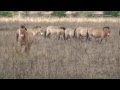 Лошади Пржевальского в ЧЗО, Przewalski&#39;s horses in Сhernobyl zone