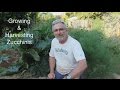 How to Plant and Grow Zucchinis