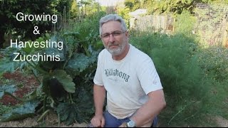 How to Plant and Grow Zucchinis