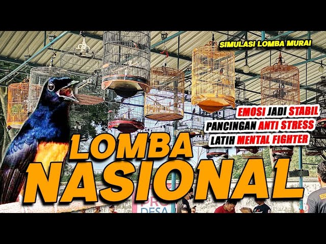 Simulasi Gantangan Murai Batu LAWAN AUTO EMOSI 🔥 LOMBA NASIONAL SMM❗❗ class=