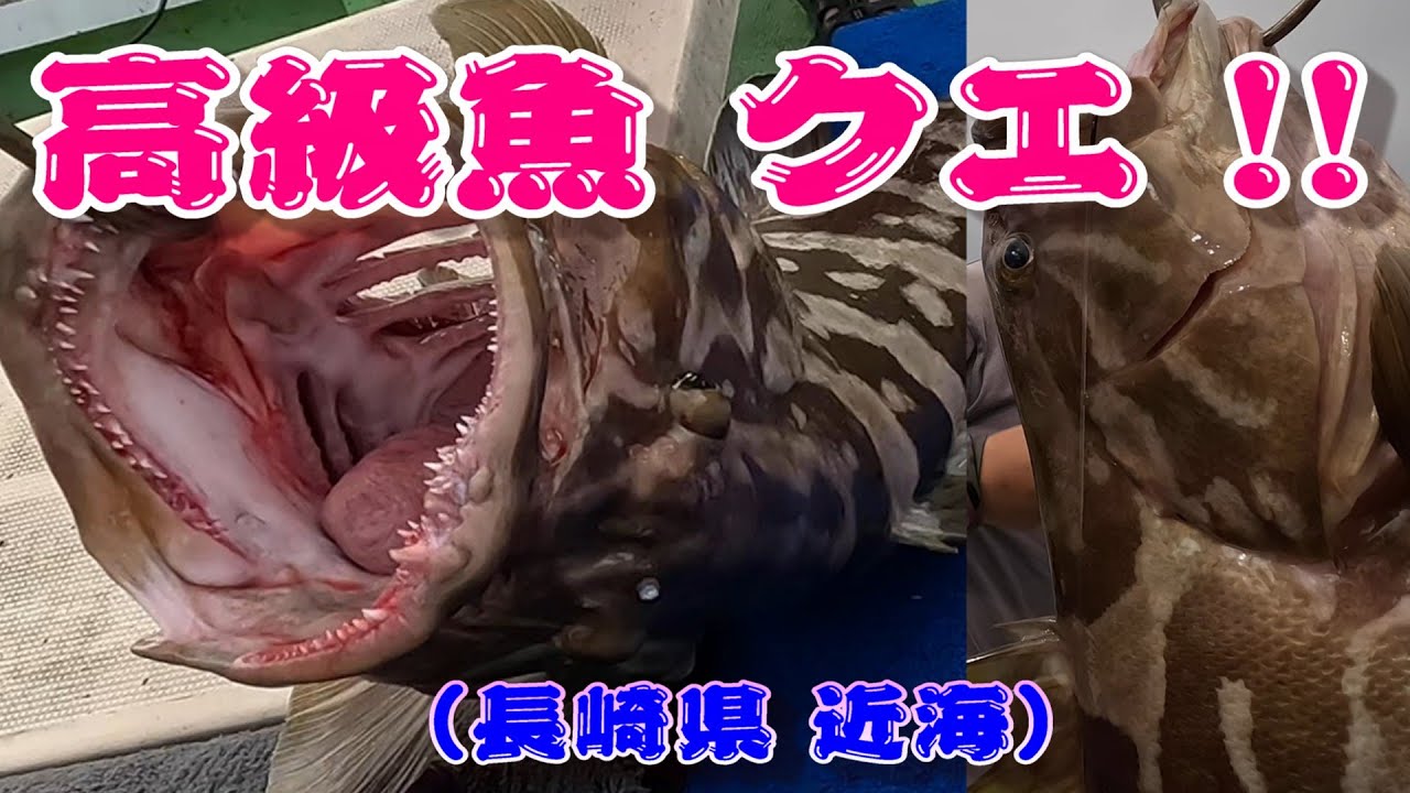 アラ（クエ）釣り 九州 長崎 平 戸 五島 沖 2025.06 2回目