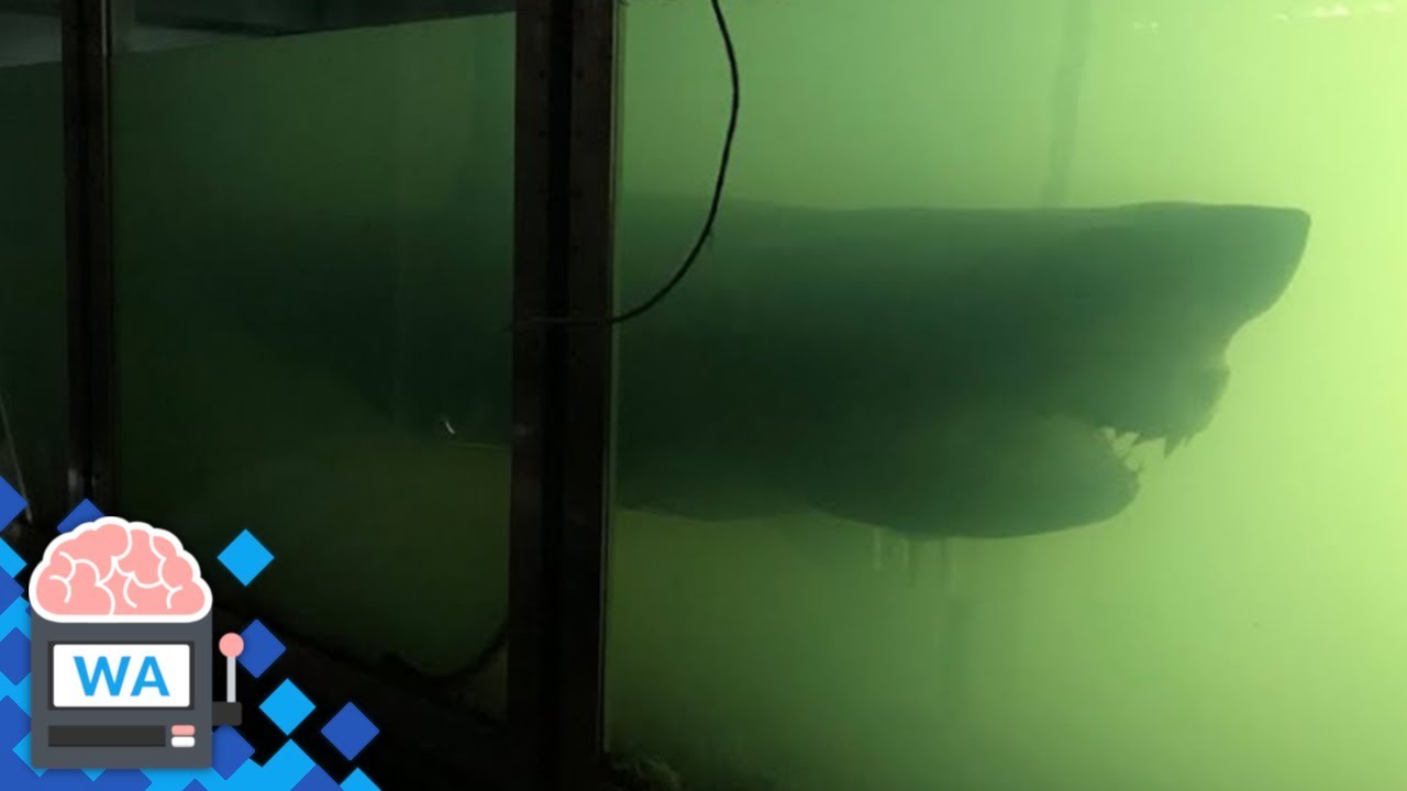 YouTuber erforschen verlassenen Park und entdecken einen geisterartigen Hai