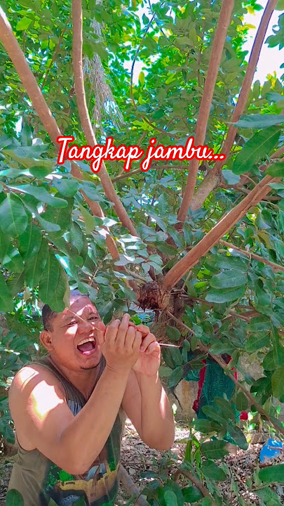 tangkap jambu..  #baby #funny #cute #imut #comedy #trending #shortvideo #subscribe #fypシ゚viral