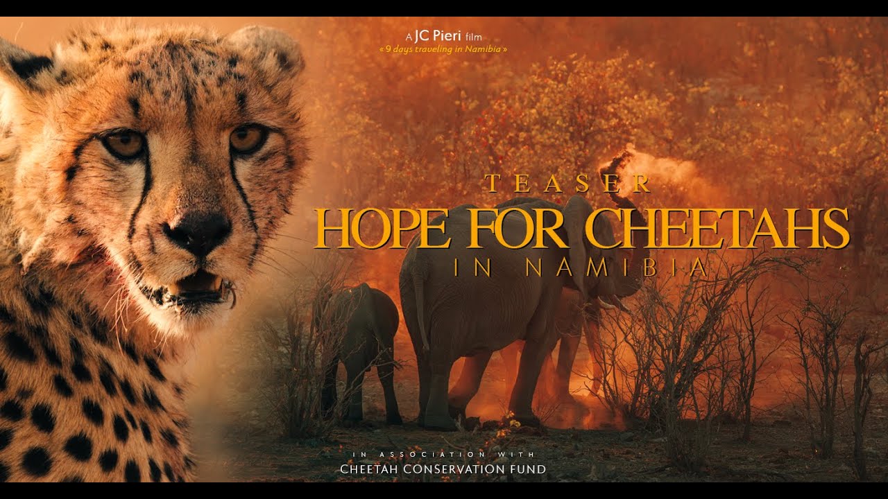 TEASER - Hope for Cheetahs in Namibia : Sauver les guépards de l'extinction