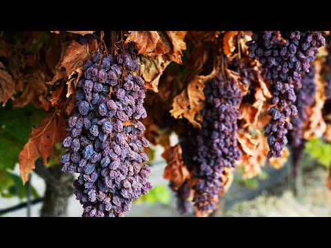 How to make Dry Grape - Raisin Making Processing - Raisin