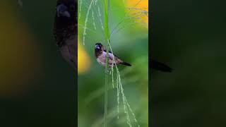 small bird beautiful moment with Nikon 180 600mm#BirdWatching #Nature #Wildlife #Shorts