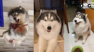 Alaskan Malamute Cute Videos Compilation by Dog Lovers 260 views 3 years ago 10 minutes, 54 seconds