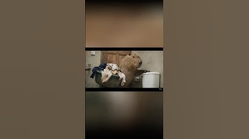 Capy giúp bà giặt đồ #capybara