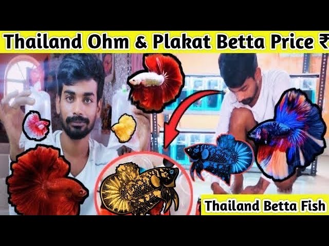 Thailand 🇹🇭 imported Betta !!🇹🇭Betta Farm !! 1000+ Betta Stock Update  !! Thailand Betta !! Betta 