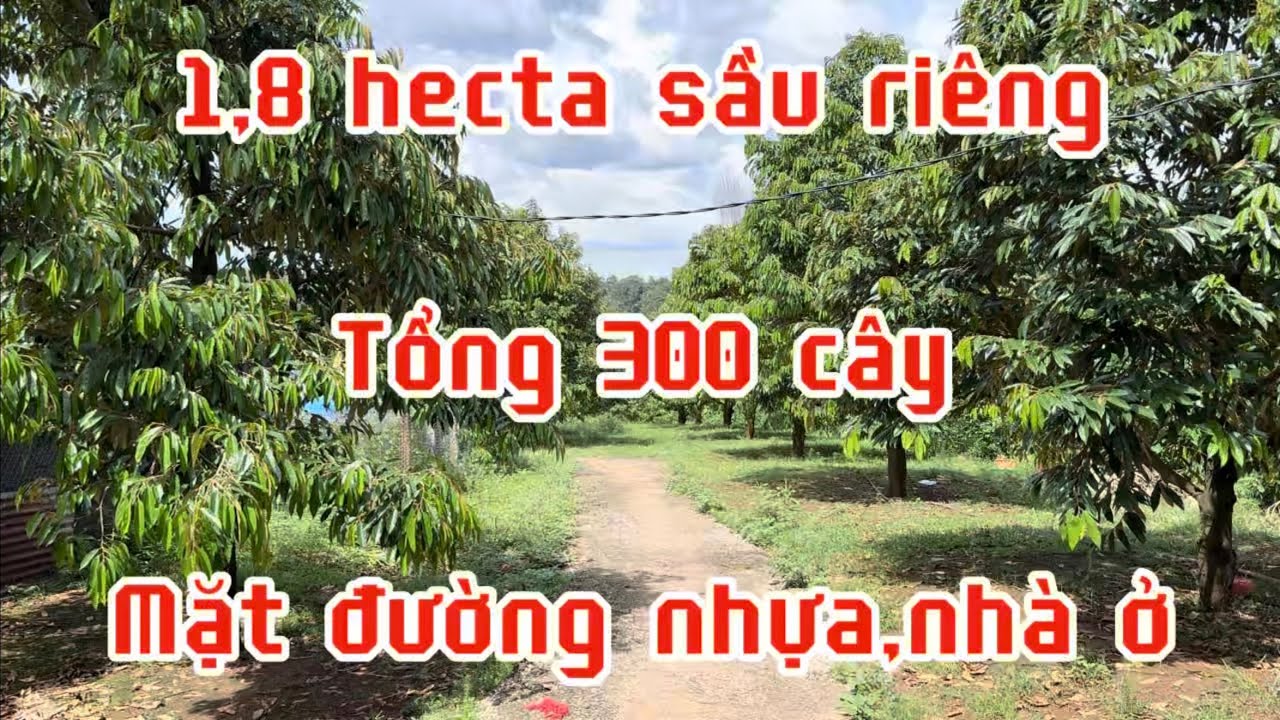 Bán đất vườn sầu riêng gần 1,8 hecta có nhà ở điện nước đầy đủ.bù đăng bình Phước lh 0867048379
