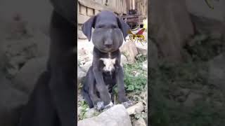 Dogesh #trending#viral#funnyvideo#funAlways