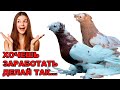 Как заработать и держать таких голубей. Двухчубые голуби. Tauben. Pigeons. Palomas. Pombos. کبوترها