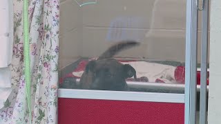 Metro East animal welfare nonprofit targeted by thieves