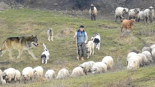 Lupii dau târcoale des turmei de oi a lui Bogdan.Ciobanestii Românești și kangalii își fac treaba.