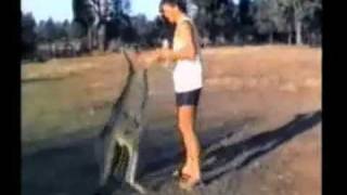 Funny Animals Messing Around Doing Stupid Stuff