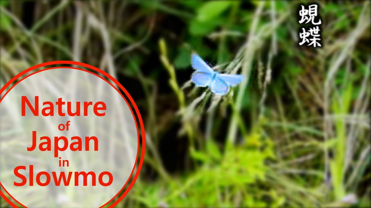 The Gossamer-winged butterflies #2. Slow motion
