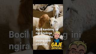 kelakuan kambing bocil ini di luar prediksi Bmkg 🤣🤣 #shortvideo #shorts #fyp