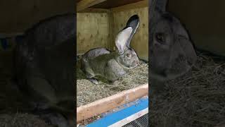 Dev Alman Tavşanı..damızlık Erkeklerimden..şan