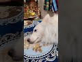#Chor Aaye The chori karke Gaye #viral #comedy #funny #rajini lifestyle#viral yt 🤣🤣🤣🤣