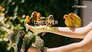 Venture into Island Life | Discover the Maldives withBanyan