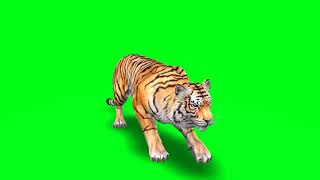 Tiger Attack Green Screen Video