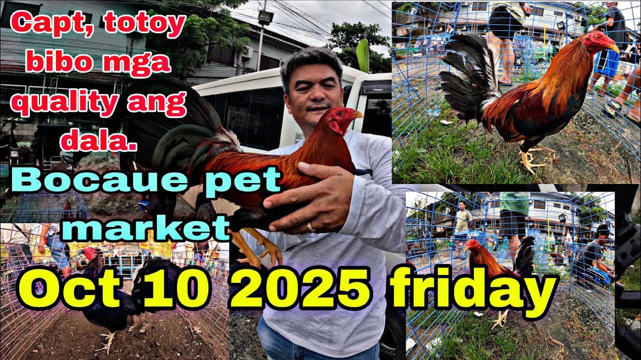 Capt , totoy bibo mga quality ang dala Bocaue pet market , Oct 10 2025 friday .
