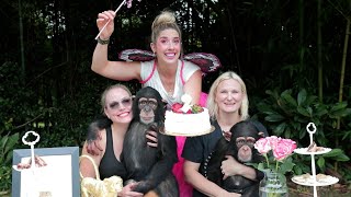 CHIMPS 2ND BIRTHDAY!