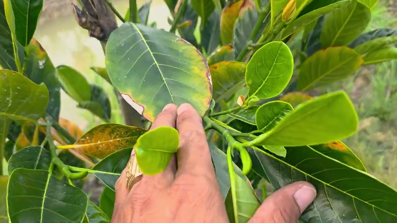 Hiệu Quả Trong 3 Ngày Tưới Đồng Sunfat Với Vôi Cho Cây Mít Bị Phèn,Lh:0949777827 gặp Vĩnh.