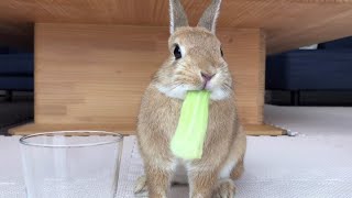 チンゲンサイを食べるうさぎが可愛くて目が離せない #398