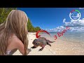 #222 FASCINATING 3-EYED IGUANAS, Stingrays and E-FOIL in the BAHAMAS  | Sailing Sisu Leopard 45 CAT