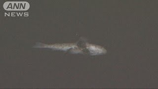 大雨が影響か・・・川でボラ1000匹死亡　東京・大田区(15/06/25)