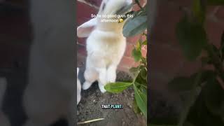 @clairelawson2015:  Two bun besties chilling in the garden . No unauthorised digging to report since