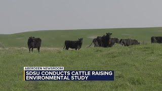 SDSU conducts cattle environmental study using $80 million grant