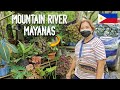 MAYANA plant #for sale - YouTube